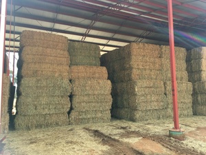 Wheaten Hay 8x3x3 bales ‘New Season’