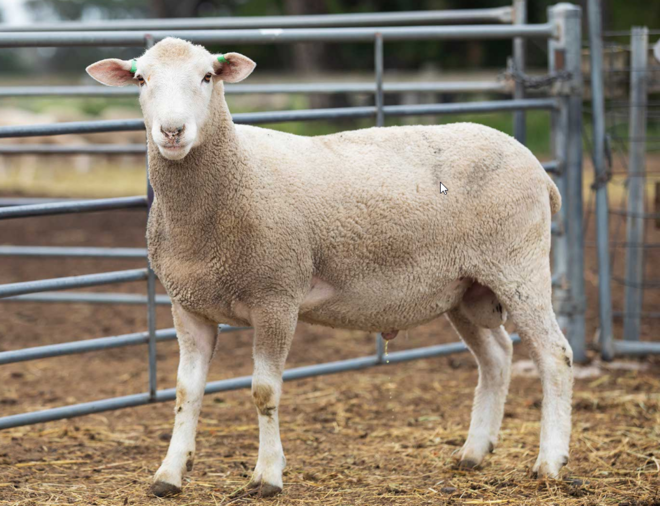 Under Auction - Lot 5 Highlander Ram 191316 (DLE Ram Auction A100 - 10th Sept via Auctionsplus) 