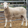 Under Auction - Lot 5 Highlander Ram 191316 (DLE Ram Auction A100 - 10th Sept via Auctionsplus) 