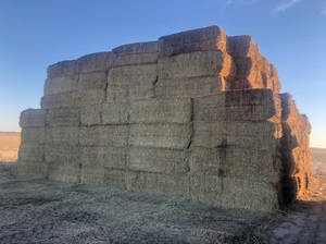 Canola Hay 8x4x3 Bales 