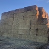 Canola Hay 8x4x3 Bales 