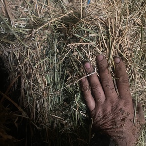 Lucerne Hay For Sale in 8x4x3