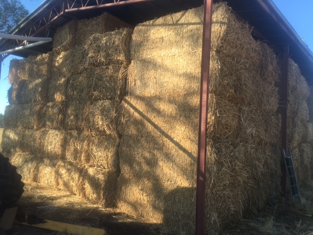 60mt Canola Hay 640kg 8x4x3 bales (High Protein)