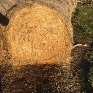 grass hay rolls