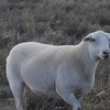 Australian White x Wiltipoll Ewes
