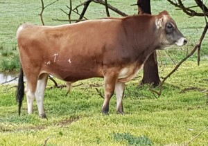 Docile Jersey Bull