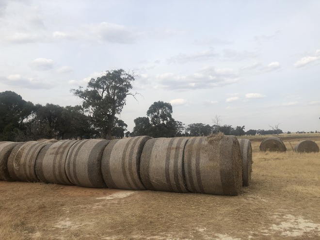 Wheat Straw
