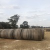 Wheat Straw