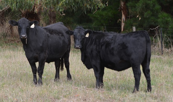 16 Top Quality PTIC Heifers