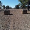 Wheaten Hay 5x4 Round Bales