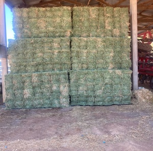 First Cut Lucerne Small Bales