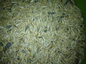 Certified Organic Mitika Oats