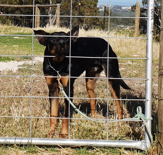 Started working kelpie