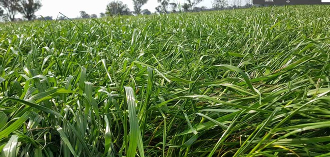 Standing Oaten Crop For Hay or Silage Sold Standing or Pressed
