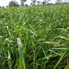Standing Oaten Crop For Hay or Silage Sold Standing or Pressed