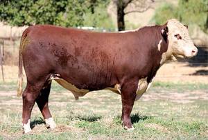YavenVale Poll Hereford Bull Sale 17th of Feb 2021