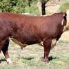 YavenVale Poll Hereford Bull Sale 17th of Feb 2021