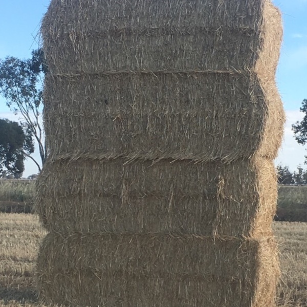 Windrowed Wheaten Straw 450-500kg Bales