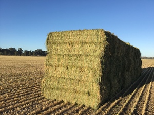 500 m/t New Season Wheaten Hay 8x4x3 Baling Now!