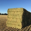 500 m/t New Season Wheaten Hay 8x4x3 Baling Now!