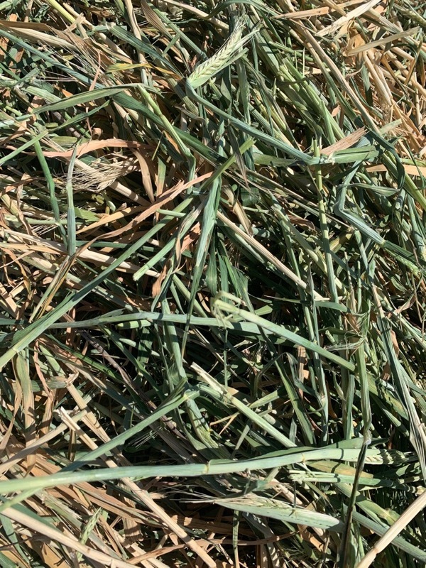 Shedded Barley Hay