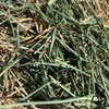 Shedded Barley Hay