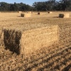Oaten Straw 8x4x3 Bales
