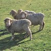 MERINO EWES in LAMB X 23 MERINO FINE WOOL SHEEP