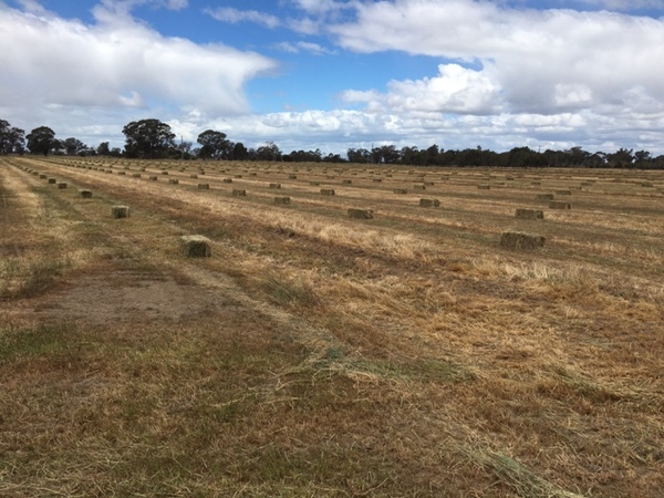 Small Squares Grass Hay