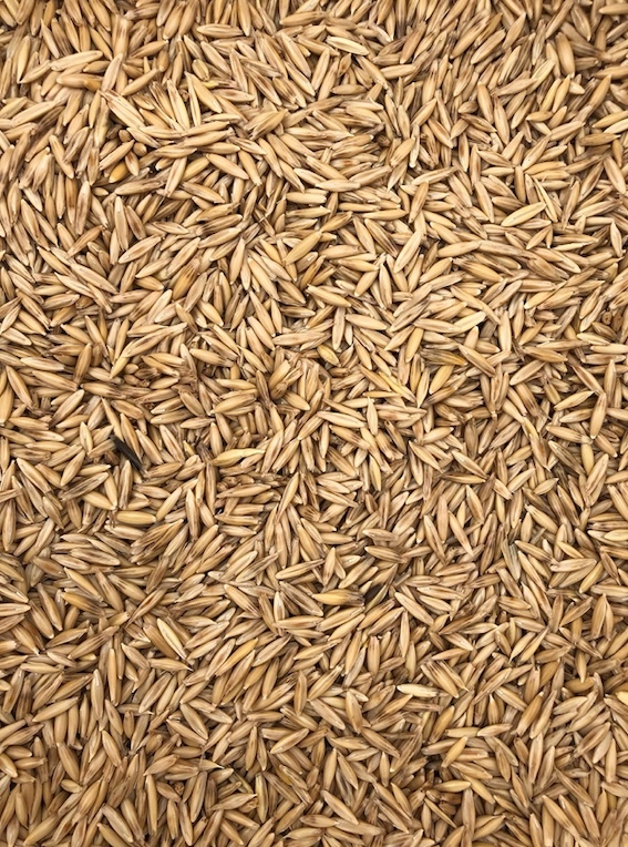 Hay Oats