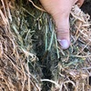 Vetch Hay 8x4x3  Bales