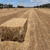 HAY FOR SALE