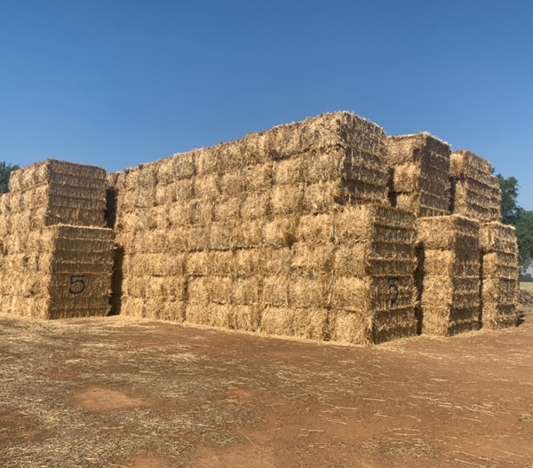 Barley straw for sale in 8x4x3’s