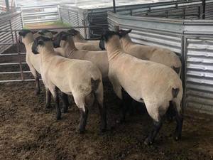 Suffolk Flock Rams