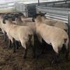 Suffolk Flock Rams