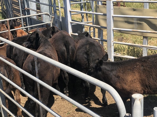 ANGUS AND ANGUS X COWS WITH ORGANICALLY BRED LIMO CALVES FOR SALE