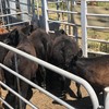 ANGUS AND ANGUS X COWS WITH ORGANICALLY BRED LIMO CALVES FOR SALE