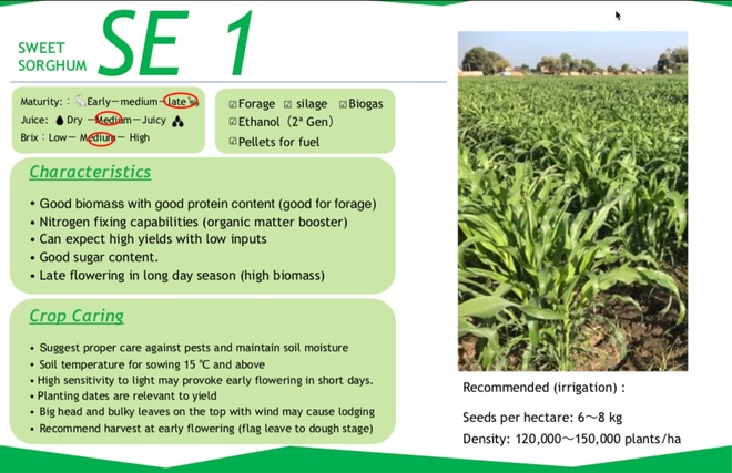 Sorghum Seed  SE 1  Sweet Sorghum