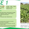 Sorghum Seed  SE 1  Sweet Sorghum