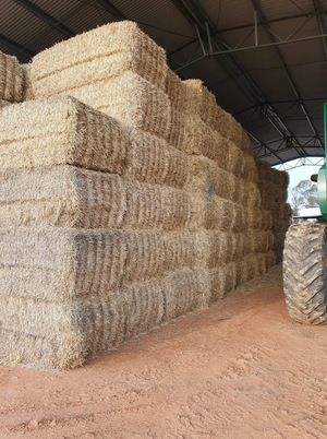Barley Straw
