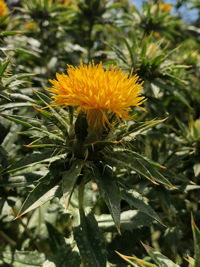 Graded Safflower Seed for Sale