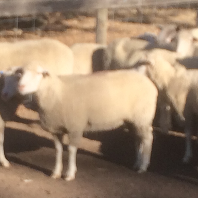 Rare I’ll de France Sheep