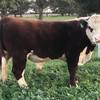 Poll Hereford Bulls
