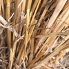 Windrowed Barley  Straw for sale in 8x4x3’s - been through stripper front