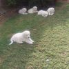 Maremma Puppies x5 Males 
