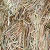 110mt Wheaten Hay 550-600kg 8x4x3 