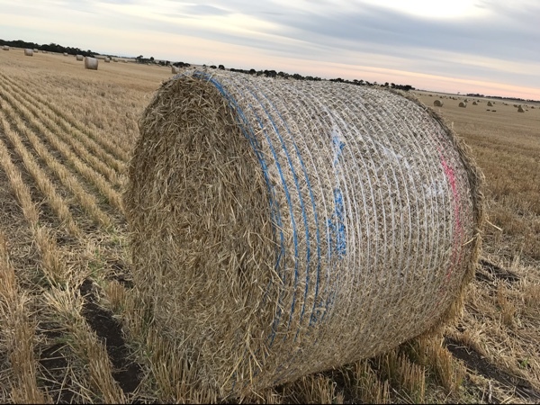 Barley straw 5x4 rounds