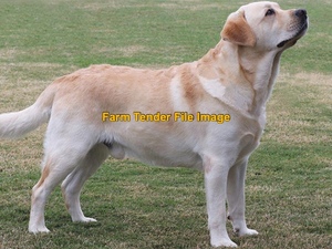 WANTED purebred Labrador, retriever, kelpie or boarder collie puppy 