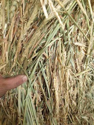 WHEATEN HAY