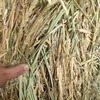 WHEATEN HAY
